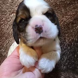 Reign - Sable and white female Cocker Spaniel puppy in Florence, South Carolina from Reddick's American Cocker Spaniels