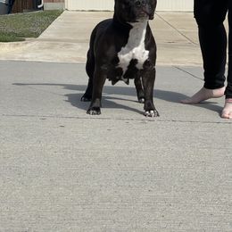 Stormy - American Bully