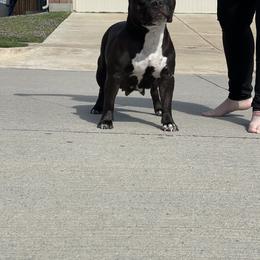 Stormy - American Bully