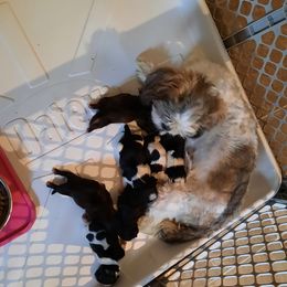 Shih Tzu Puppies from James' Shih Tzus