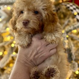 Pink Collar Girl - Red  female Goldendoodle puppy in San Augustine, Texas from Vintage Doodles