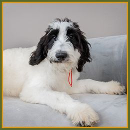 Chevron - Black male Bernedoodle puppy in Connersville, Indiana from Deaz Doodle Ranch