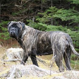 Bullmastiffs from Renegade Bullmastiffs