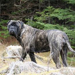 Bullmastiffs from Renegade Bullmastiffs