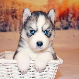 Siberian Husky Puppies from Southern Snow Dogs