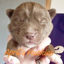 Orange boy - Red and white male Siberian Husky puppy in Terre Haute, Indiana from April's Huskies