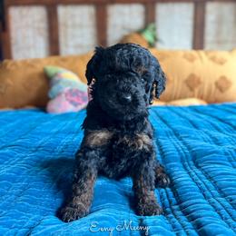 Eeny Meeny Phantom - Phantom female Goldendoodle puppy in Grove, Oklahoma from Guinn Family Farms