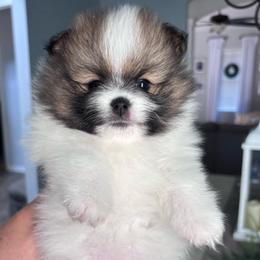 Layla - Orange parti female Pomeranian puppy in Fayetteville, North Carolina from Tar-heel Poms