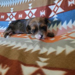 Girl 1 - Chocolate, tan and white female Yorkshire Terrier puppy in Adams, North Dakota from Mathiasons Little Barkers