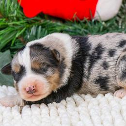 Hollis - Blue merle male Miniature Australian Shepherd puppy in Granbury, Texas from Best Little Aussies
