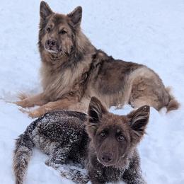 German Shepherds and Great Danes from F&B Kennels