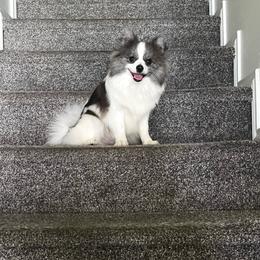 Chelsea - Pomeranian