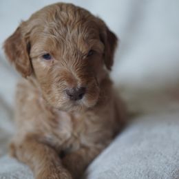 Goldendoodle Puppies from MissPatsDoodles