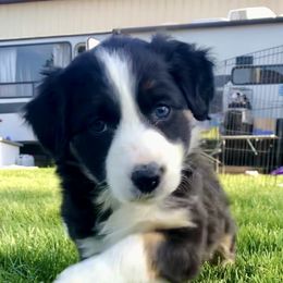 Border Collie Puppies from Gulan Farm Border Collies