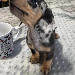 Dachshund Puppies from Dachshund Family Love Breeders