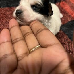 MAGGIE - Parti female Yorkipoo puppy in Gastonia, North Carolina from Precious pups dynasty kennel