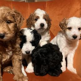 Golden Mountain Doodles from Pup Paw-fection