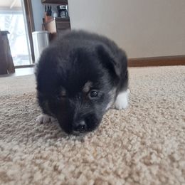 Tuffy - Black and tan Shiba Inu puppy in Iowa from Jordan's Shiba Inu