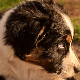 Australian Shepherd Puppies from The Good Shepherd