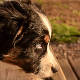 Australian Shepherd Puppies from The Good Shepherd