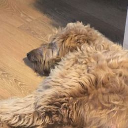 Molly - Goldendoodle