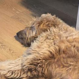 Molly - Goldendoodle