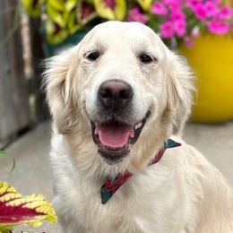 CJ - Golden Retriever