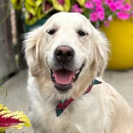 CJ - Golden Retriever