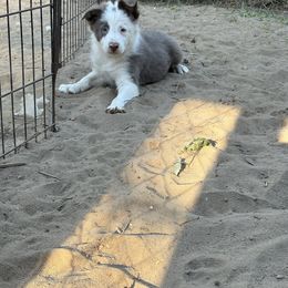 Kodiak - Lilac male Border Collie puppy in Defuniak Springs, Florida from Blue Cypress Stock dogs