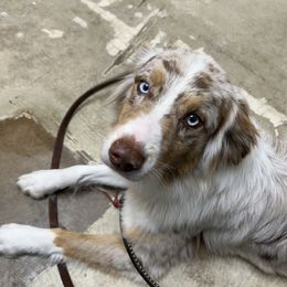Daisy - Australian Shepherd