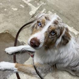 Daisy - Australian Shepherd