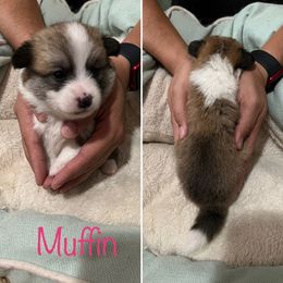 Girl 3 - Companion Cross puppy in San Tan Valley, Arizona from Queen Creek Chilipoms