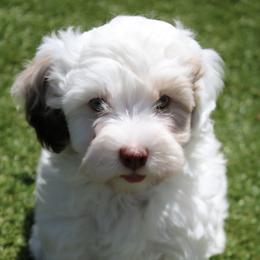 Cavalier King Charles Spaniel, Cavapoo, Havanese, and Havapoo Puppies from Grayfinn House