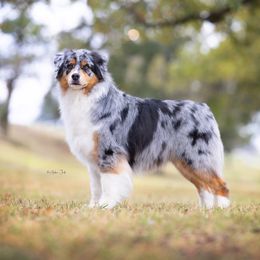 Australian Shepherd All Grown Up from Blossom Hill Aussies