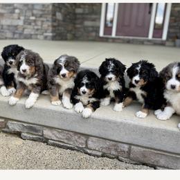 Aussiedoodle, Australian Mountain Doodle, Bernedoodle, and Bernese Mountain Dog Puppies from Berns & Doodles
