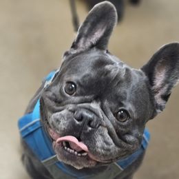 Diesel - French Bulldog