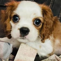 Cavalier King Charles Spaniels from Hearts of Hope