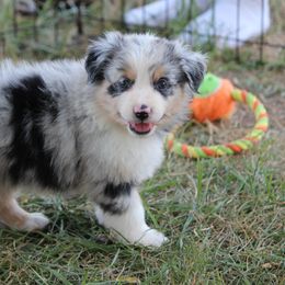 Australian Shepherd Puppies from Westrip Angus & Aussies