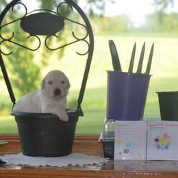 Charles (black collar) - Light golden male Golden Retriever puppy in Webster City, Iowa from Whispering Pines Precious Puppies