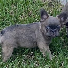 French Bulldogs from South Florida Forever Frenchies