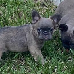 French Bulldogs from South Florida Forever Frenchies