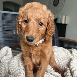 Black - Red  female Goldendoodle puppy in Buda, Texas from Anita’s Doodles