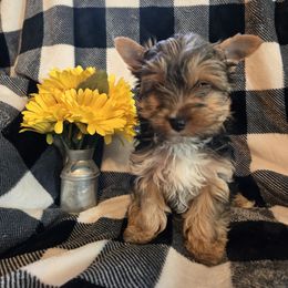 Snuffles - Black and tan female Yorkshire Terrier puppy in Marble Hill, Missouri from LeGrands Parti Pups