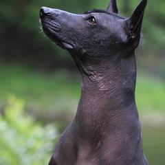 Xoloitzcuintli from Solstice Xolos