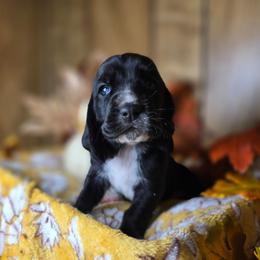 Sunfyre - Black and white female Basset Hound puppy in Valley, Washington from Enchanted Valley Paws