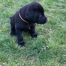 Labrador Retriever Puppies from Broneck Kennels LLC