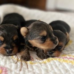 Yorkshire Terriers from Leslie's Pups
