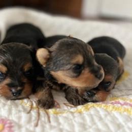 Yorkshire Terriers from Leslie's Pups