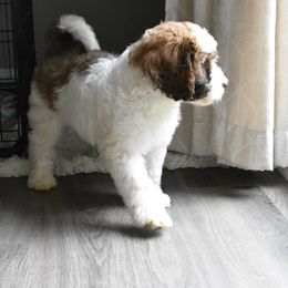 Australian Labradoodle Puppies from Frosty Hill Australian Labradoodles