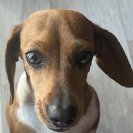 Sadie - Dachshund